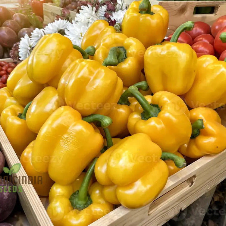 Organic Red Shimla Mirchi Seed & Yellow Capsicum Pack - 50 Seeds For Gardening | Premium Quality