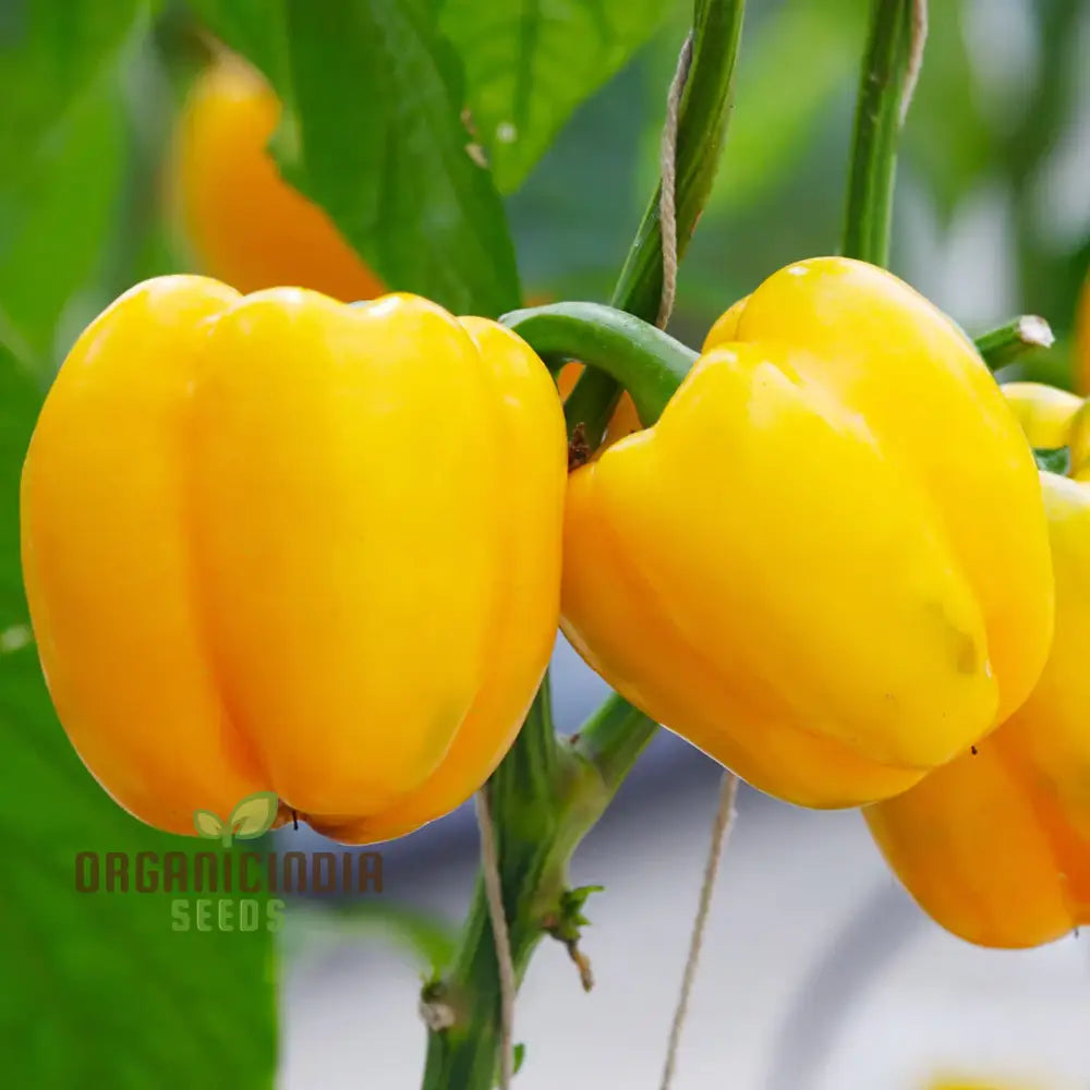 Organic Red Shimla Mirchi Seed & Yellow Capsicum Pack - 50 Seeds For Gardening | Premium Quality