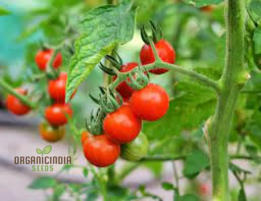 Organic Red Tomato Seeds For Planting Grow Your Own Flavorful Garden Tomatoes Nightshades