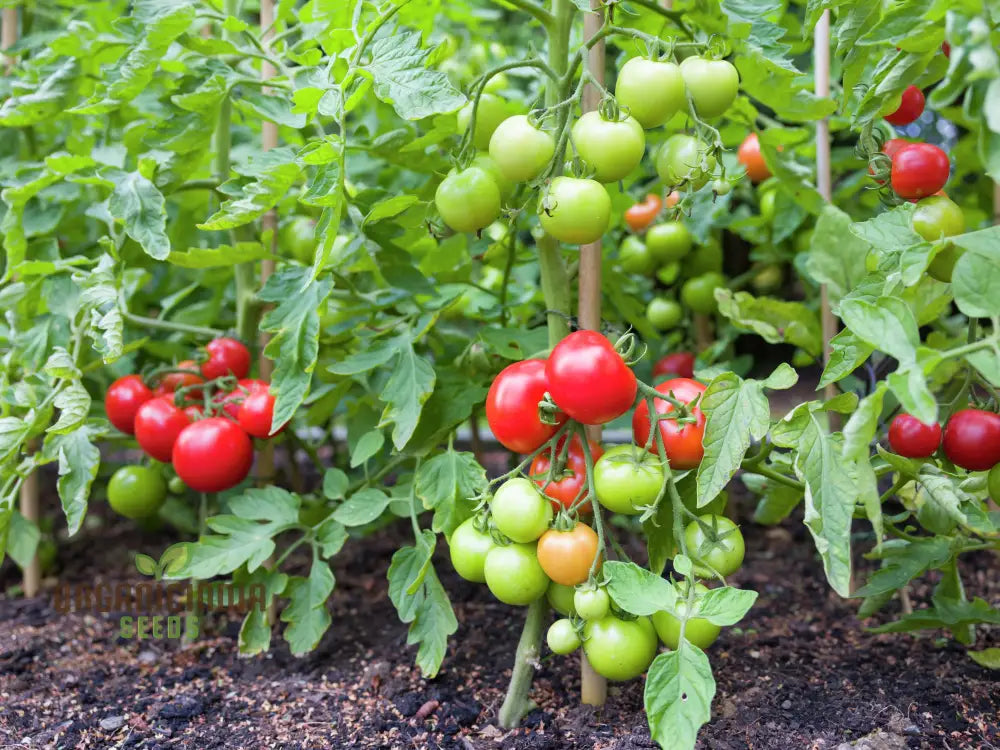 Organic Red Tomato Seeds For Planting Grow Your Own Flavorful Garden Tomatoes Nightshades