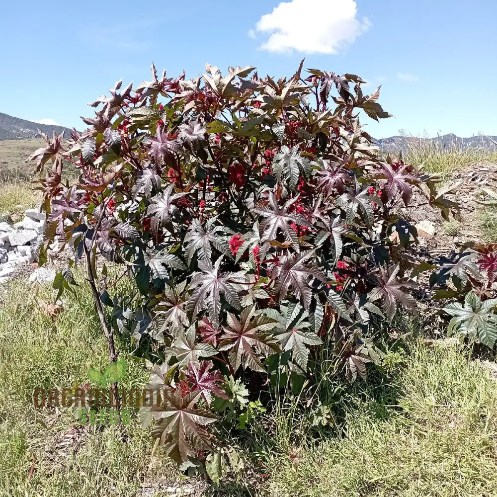 Organic Ricinus Seeds - Carmencita Bright Red Packet Of 10 For Gardening Enthusiasts | Heirloom