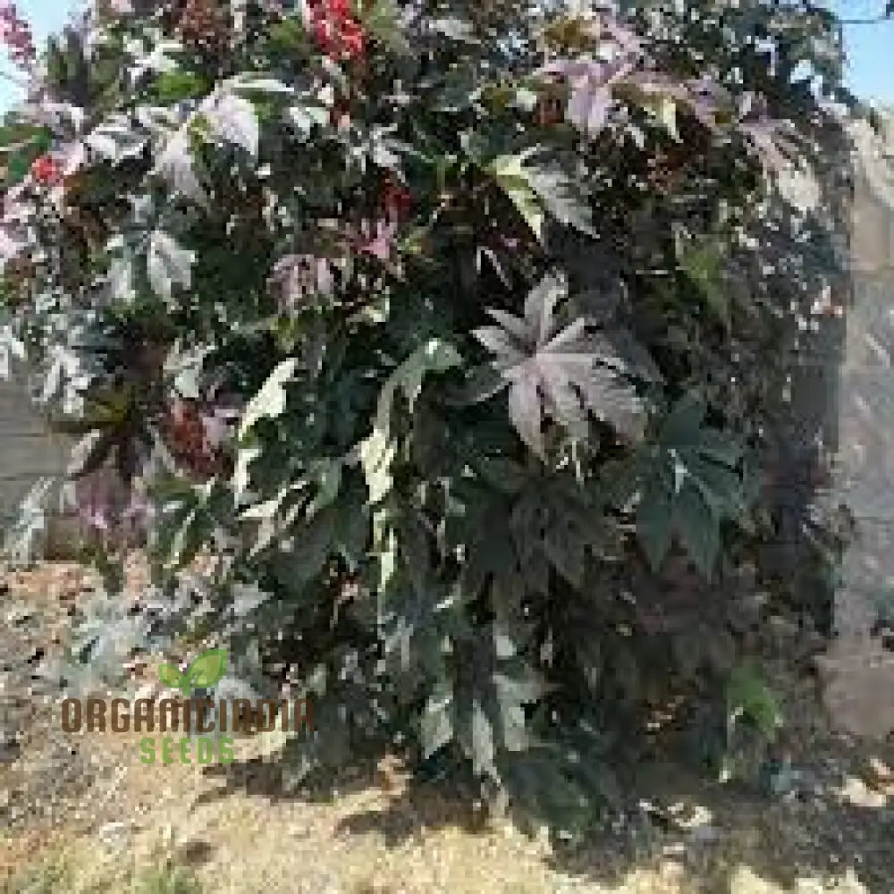 Organic Ricinus Seeds - Carmencita Bright Red Packet Of 10 For Gardening Enthusiasts | Heirloom