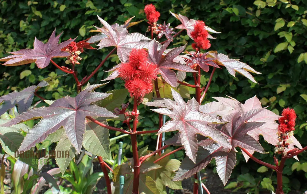 Organic Ricinus Seeds - Carmencita Bright Red Packet Of 10 For Gardening Enthusiasts | Heirloom