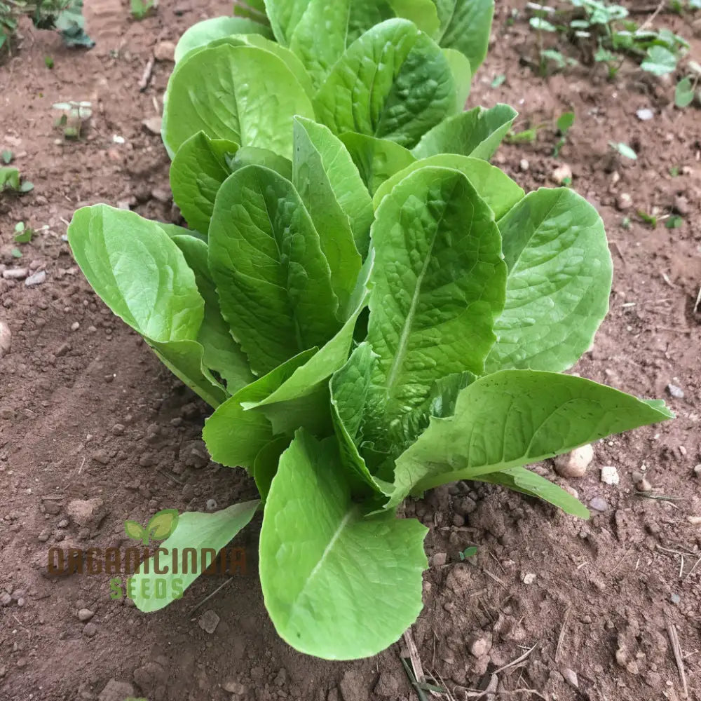 Organic Romaine Parris Island Cos Vegetable Seeds - Crisp Nutritious Heirloom Variety For Home