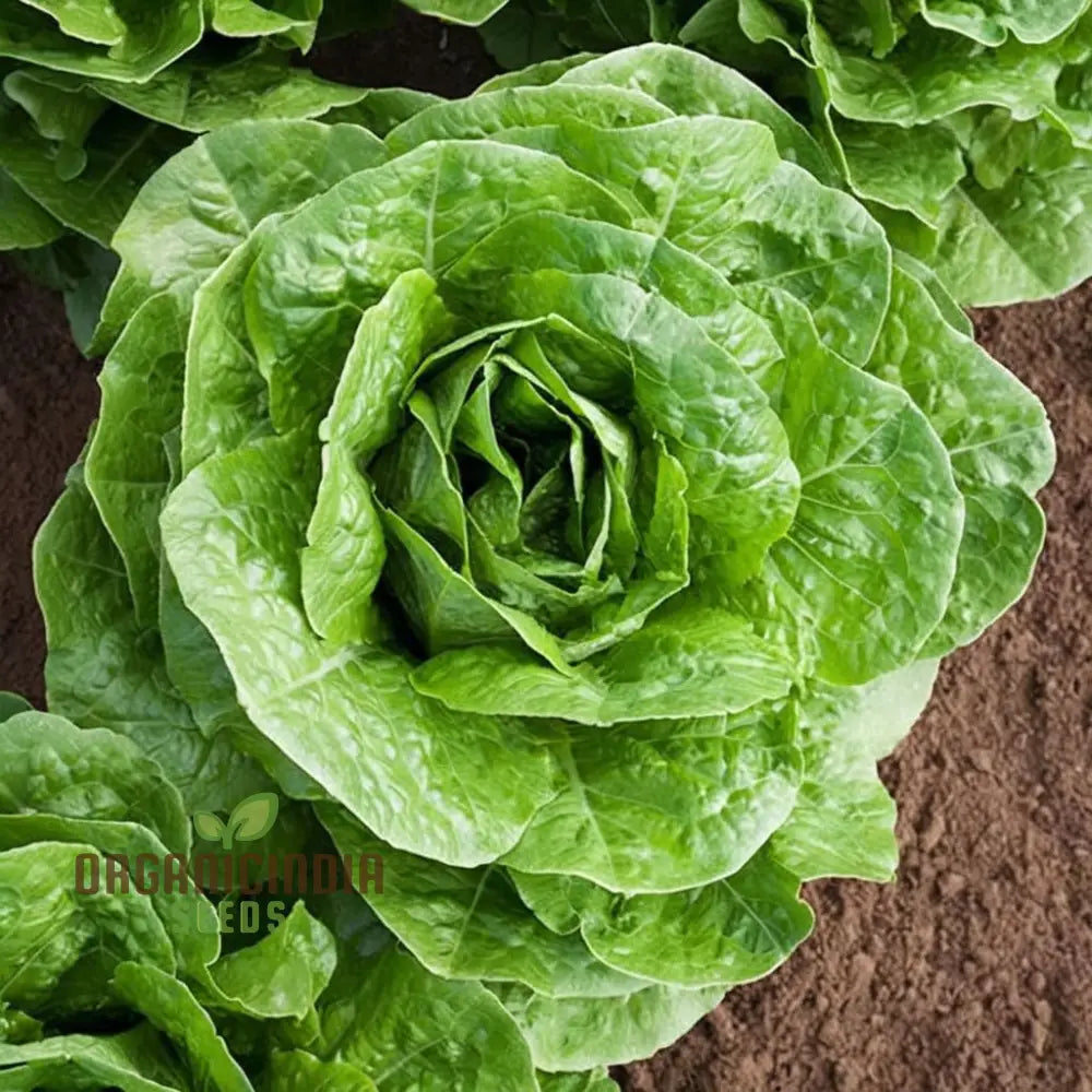 Organic Romaine Parris Island Cos Vegetable Seeds - Crisp Nutritious Heirloom Variety For Home