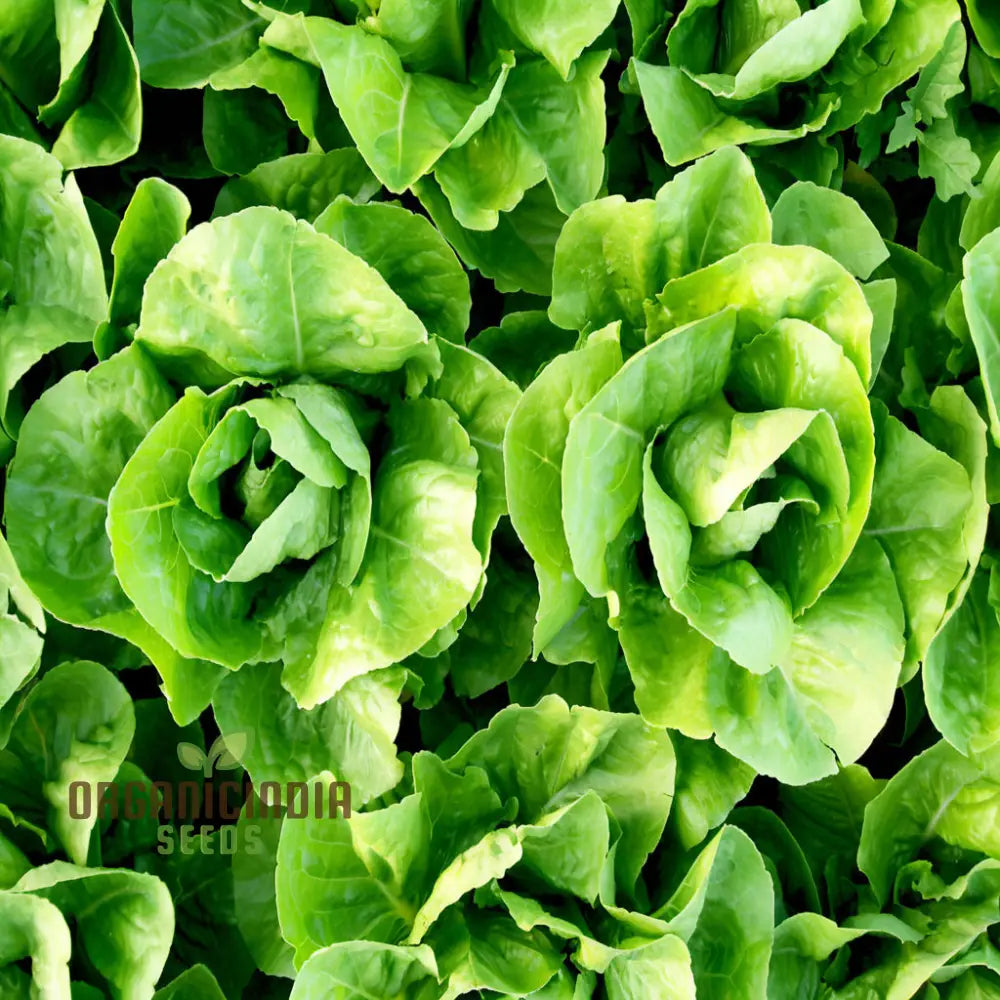 Organic Romaine Parris Island Cos Vegetable Seeds - Crisp Nutritious Heirloom Variety For Home