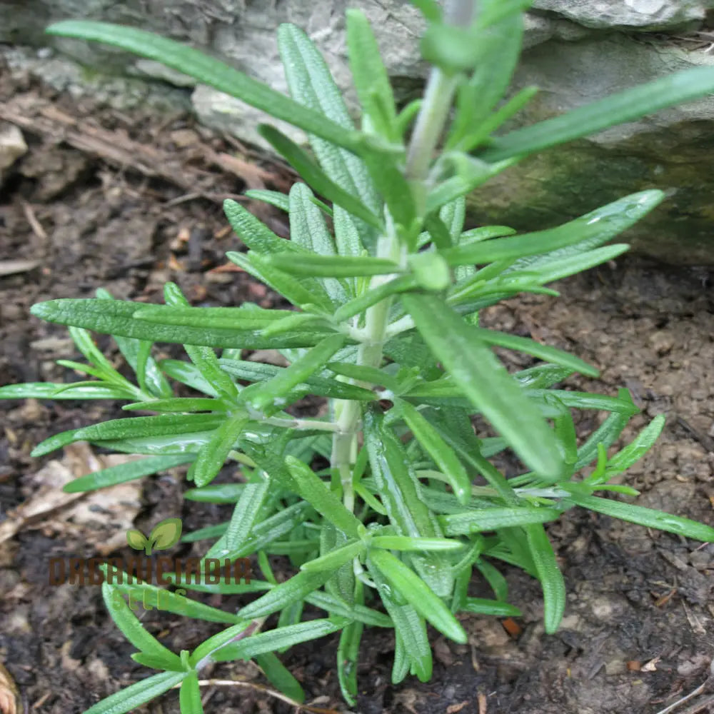 Organic Rosemary Seeds Fragrant Culinary Herb For Garden Aromatic Easy-To-Growing Plant