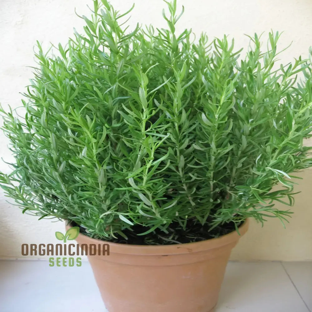 Organic Rosemary Seeds Fragrant Culinary Herb For Garden Aromatic Easy-To-Growing Plant