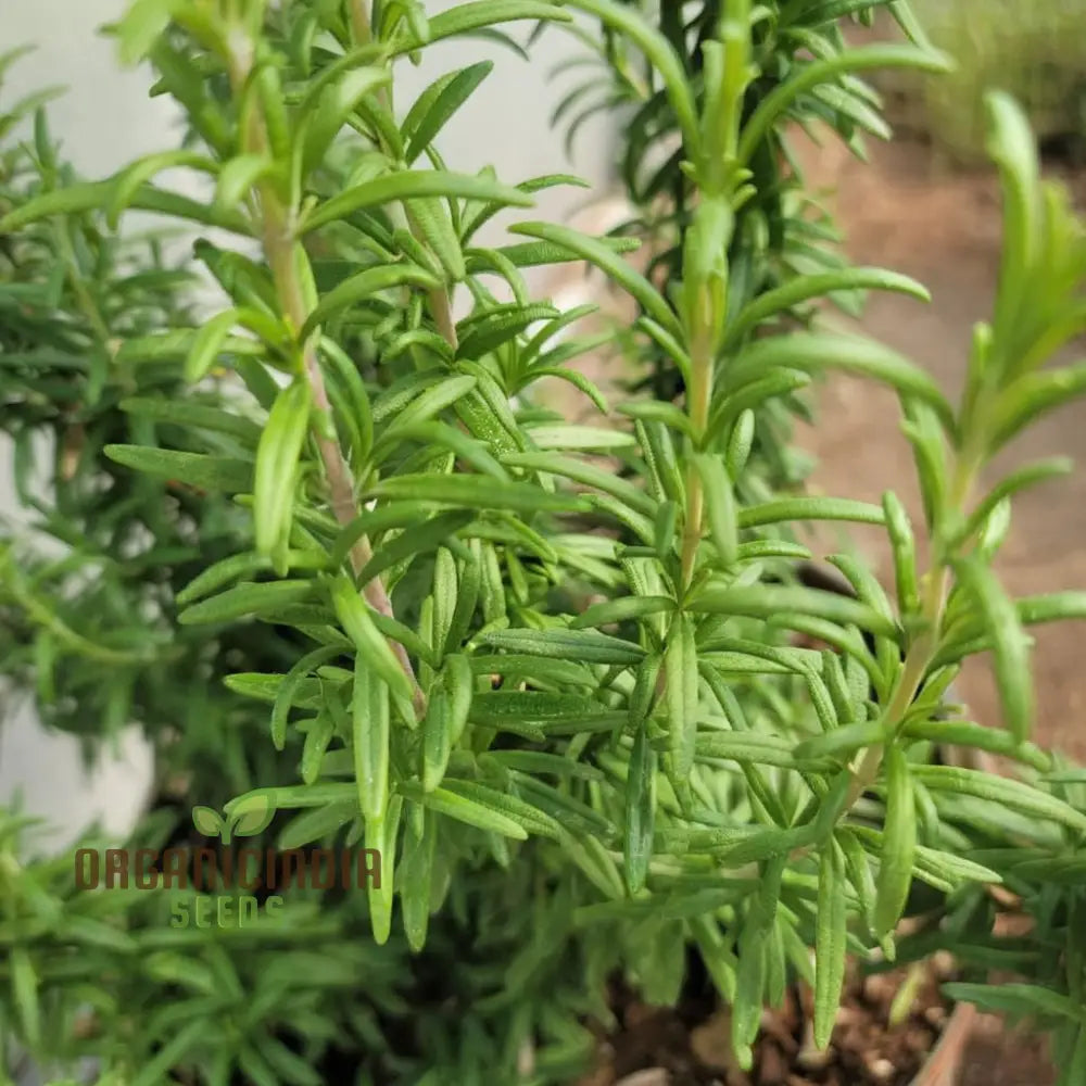 Organic Rosemary Seeds Fragrant Culinary Herb For Garden Aromatic Easy-To-Growing Plant