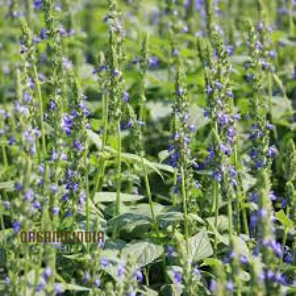 Organic Salvia Hispanica Seeds For Gardening Enthusiasts | Premium Quality Chia Planting And