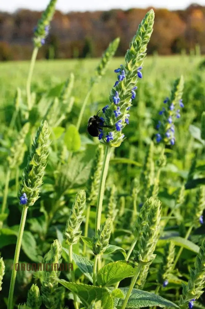 Organic Salvia Hispanica Seeds For Gardening Enthusiasts | Premium Quality Chia Planting And