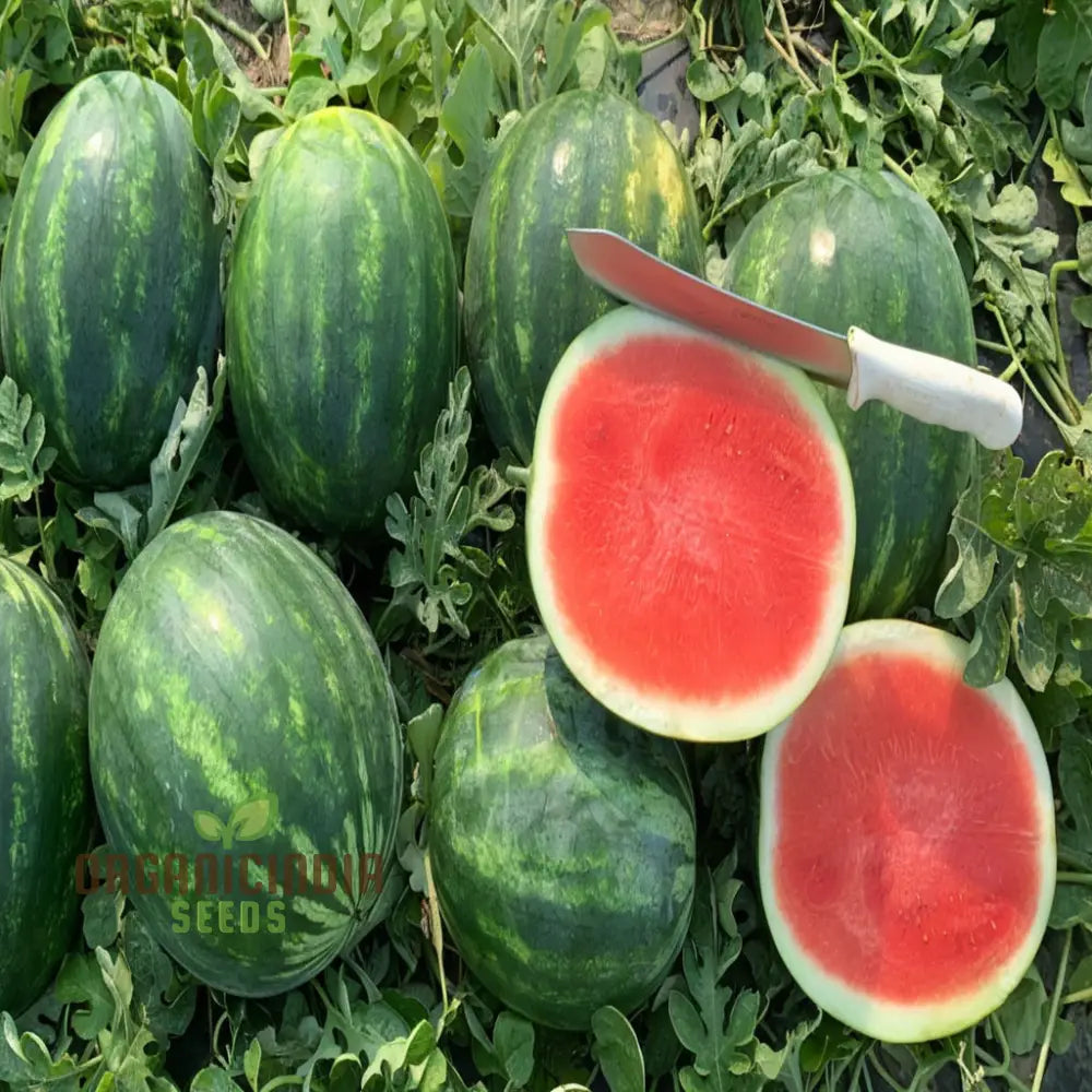 Organic Seedless Watermelon Fruit Seeds For Bountiful Gardening Delights: Grow Your Own Juicy