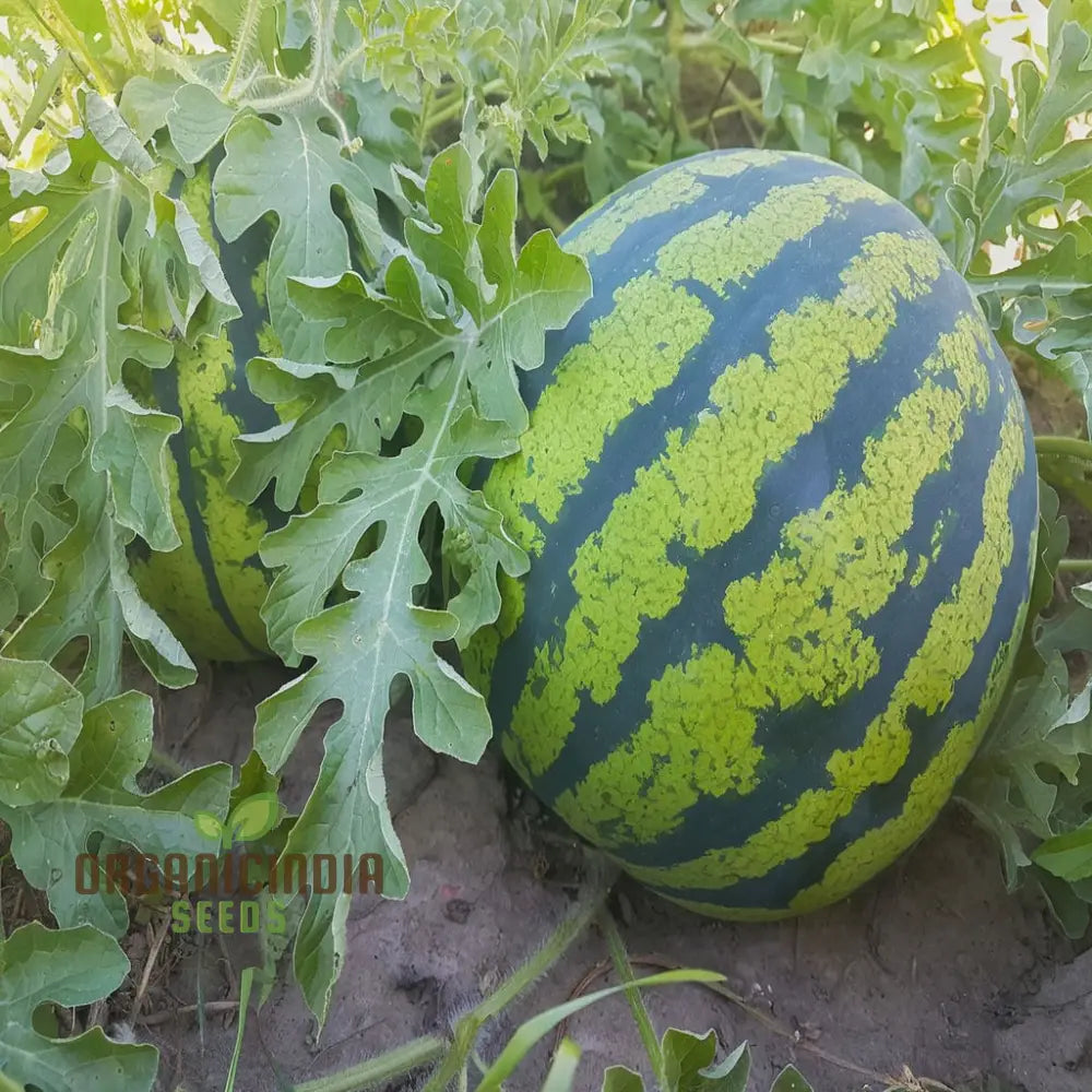 Organic Seedless Watermelon Fruit Seeds For Bountiful Gardening Delights: Grow Your Own Juicy