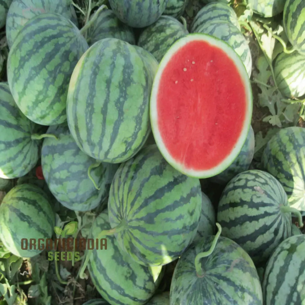 Organic Seedless Watermelon Fruit Seeds For Bountiful Gardening Delights: Grow Your Own Juicy