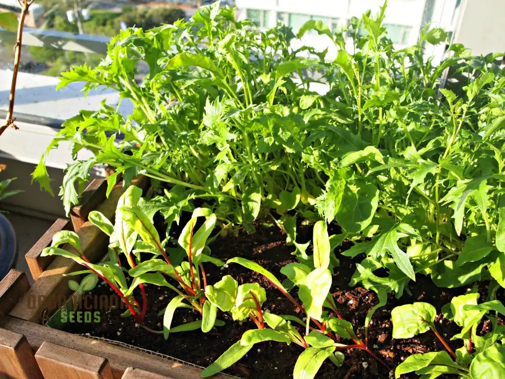 Organic Spicy Greens Mix Seeds For Vibrant Garden Harvests