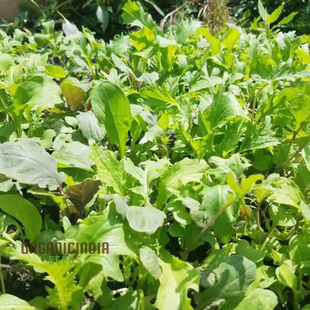 Organic Spicy Greens Mix Seeds For Vibrant Garden Harvests