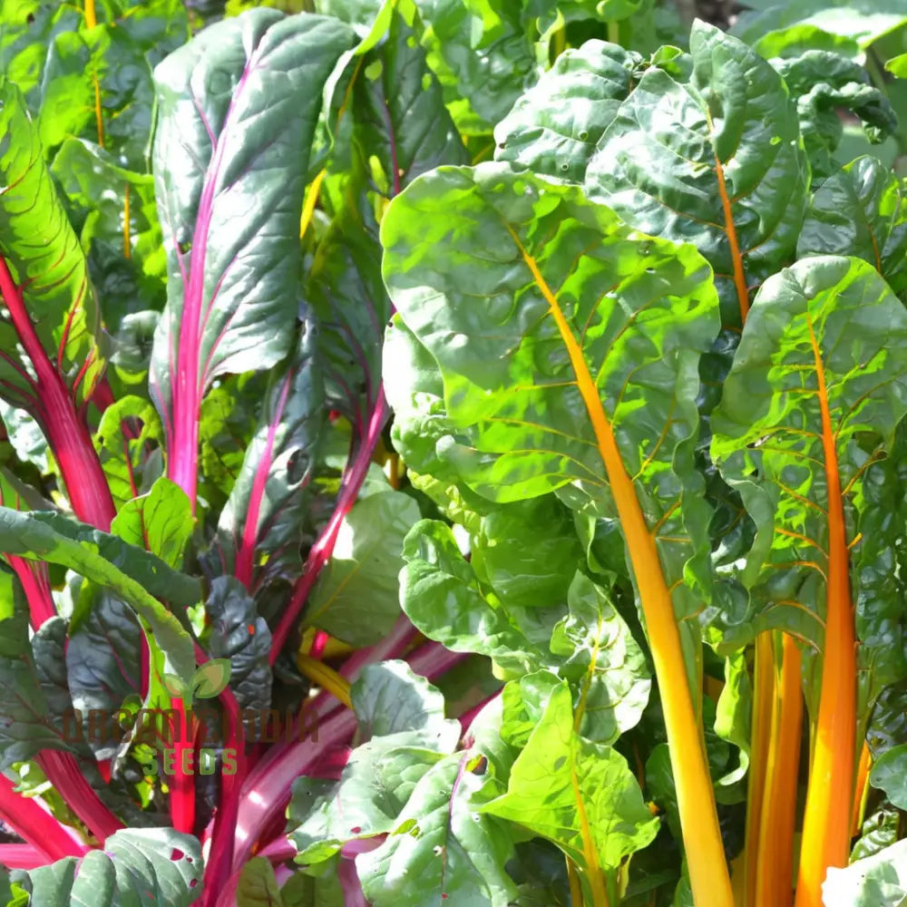 Organic Swiss Chard Rainbow Mix - Fresh Colorful And Nutritious Greens Vegetable Seeds