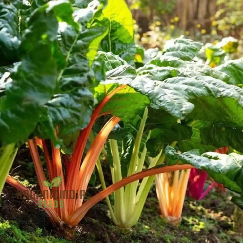 Organic Swiss Chard Rainbow Mix - Fresh Colorful And Nutritious Greens Vegetable Seeds