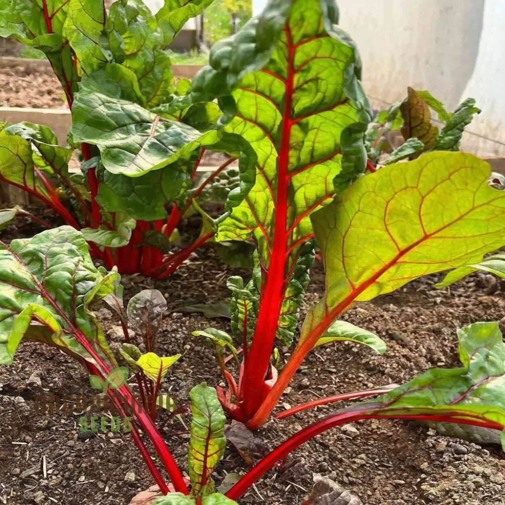 Organic Swiss Chard Rainbow Mix - Fresh Colorful And Nutritious Greens Vegetable Seeds