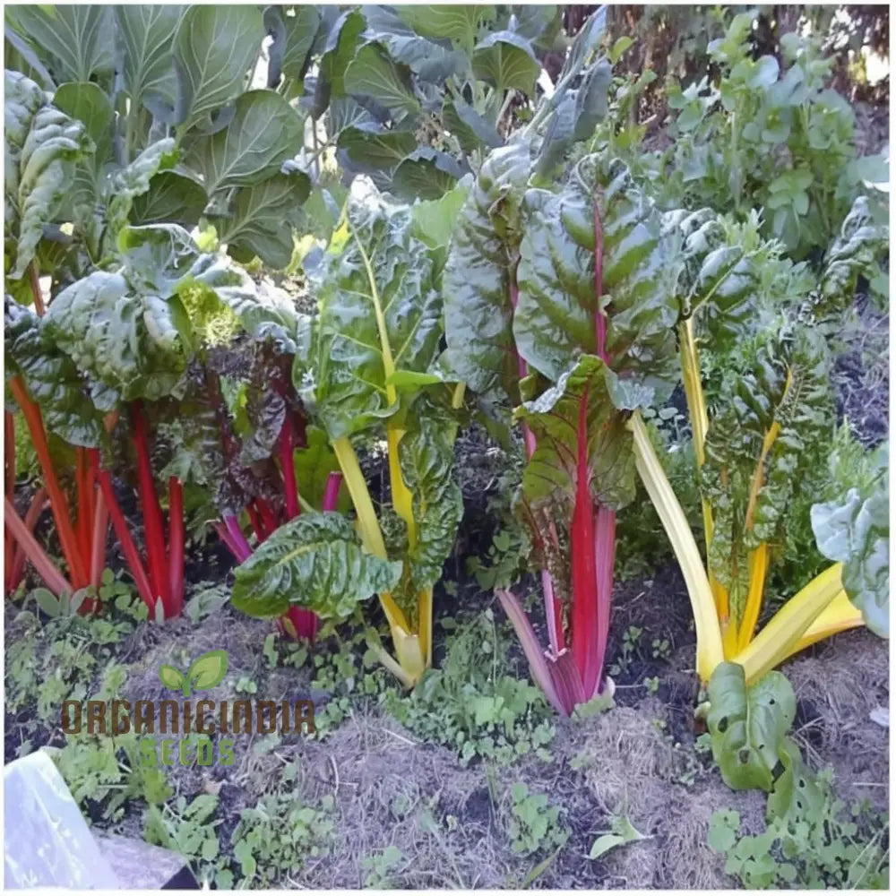 Organic Swiss Chard Rainbow Mix - Fresh Colorful And Nutritious Greens Vegetable Seeds