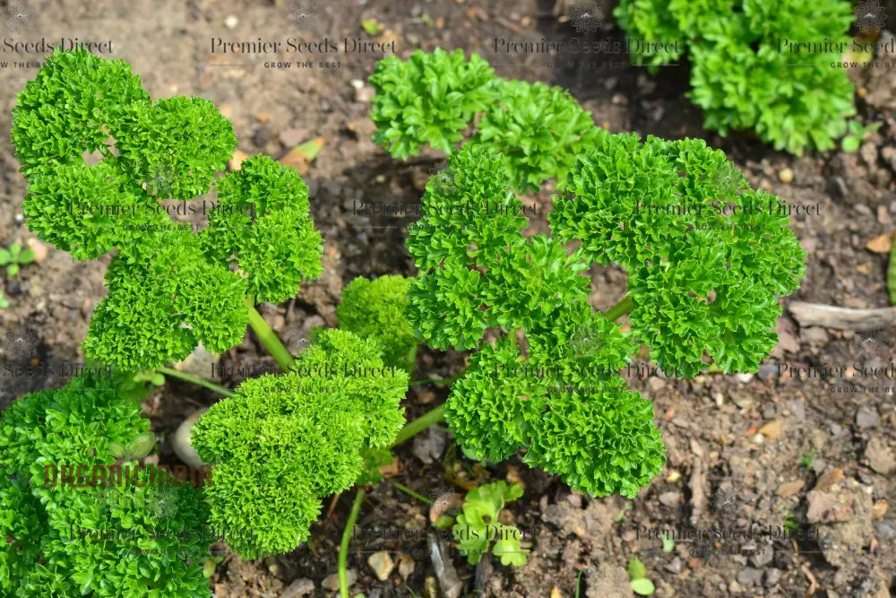 Organic Triple Curled Parsley: Your Essential Garden Companion For Fresh Culinary Delights And Lush