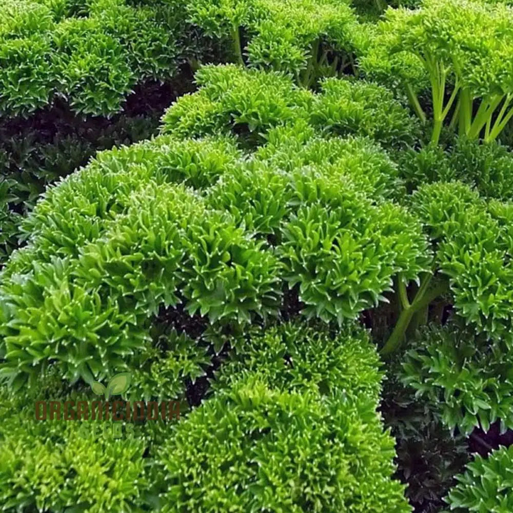 Organic Triple Curled Parsley: Your Essential Garden Companion For Fresh Culinary Delights And Lush