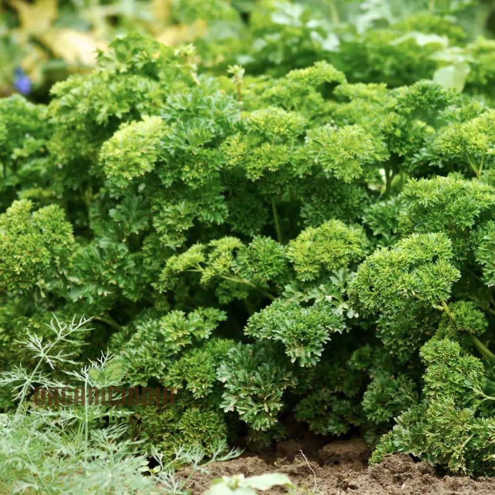 Organic Triple Curled Parsley: Your Essential Garden Companion For Fresh Culinary Delights And Lush