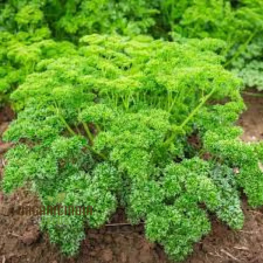 Organic Triple Curled Parsley: Your Essential Garden Companion For Fresh Culinary Delights And Lush