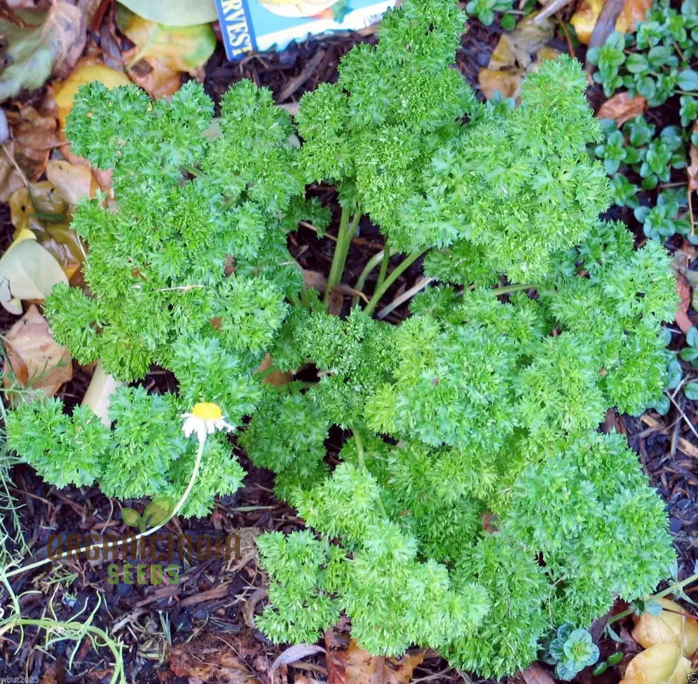 Organic Triple Curled Parsley: Your Essential Garden Companion For Fresh Culinary Delights And Lush