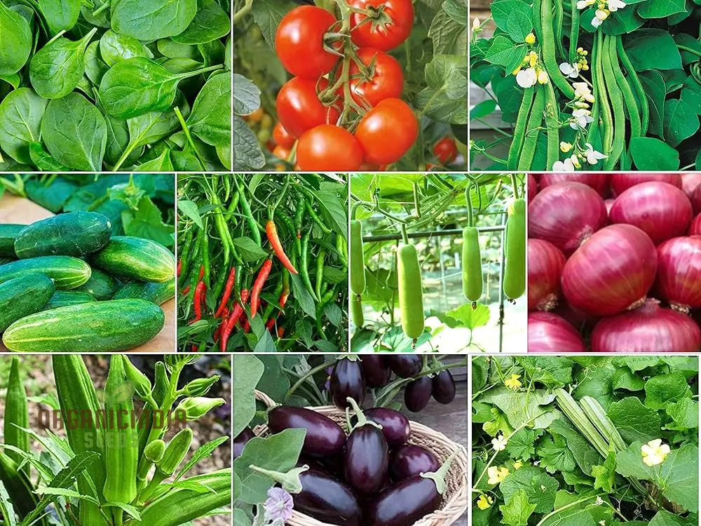 Organic Vegetable Seeds Combo - 10 Varieties For Gardening Enthusiasts