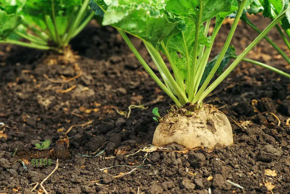 Organic White Beet Root Vegetable Seeds For Planting Pure Fresh And Certified For Your Garden