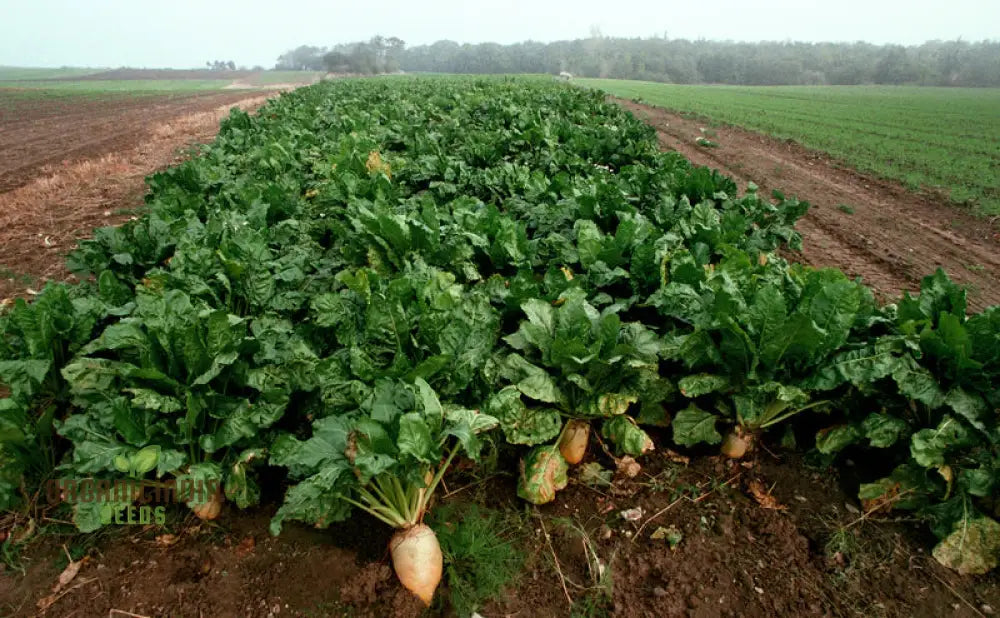 Organic White Beet Root Vegetable Seeds For Planting Pure Fresh And Certified For Your Garden