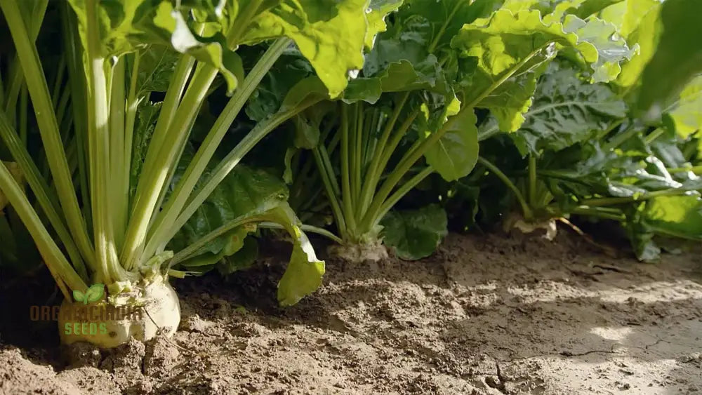 Organic White Beet Root Vegetable Seeds For Planting Pure Fresh And Certified For Your Garden