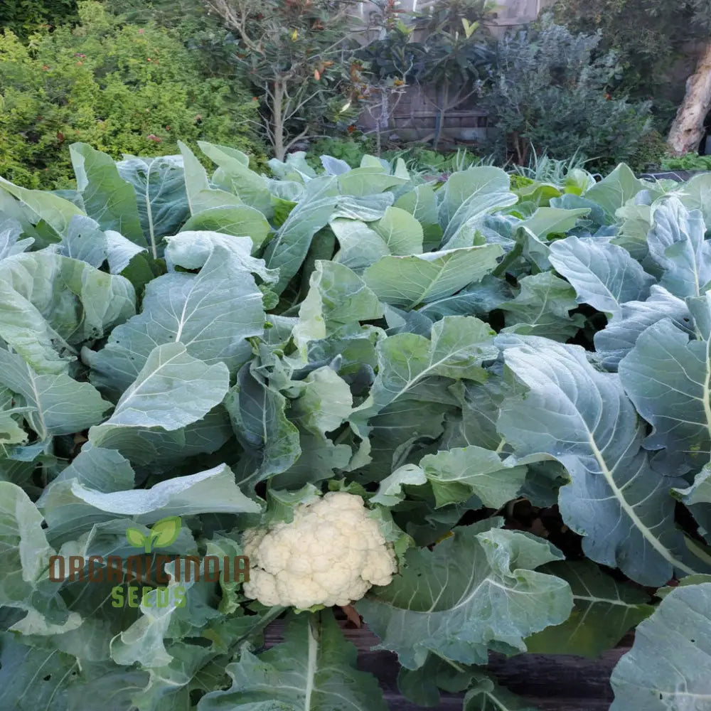 Organic White Cauliflower Seeds - Grow Crisp Nutrient-Rich Heads In Your Garden Leafy Greens