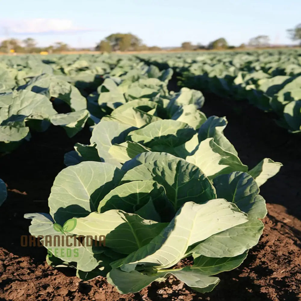 Organic White Cauliflower Seeds - Grow Crisp Nutrient-Rich Heads In Your Garden Leafy Greens