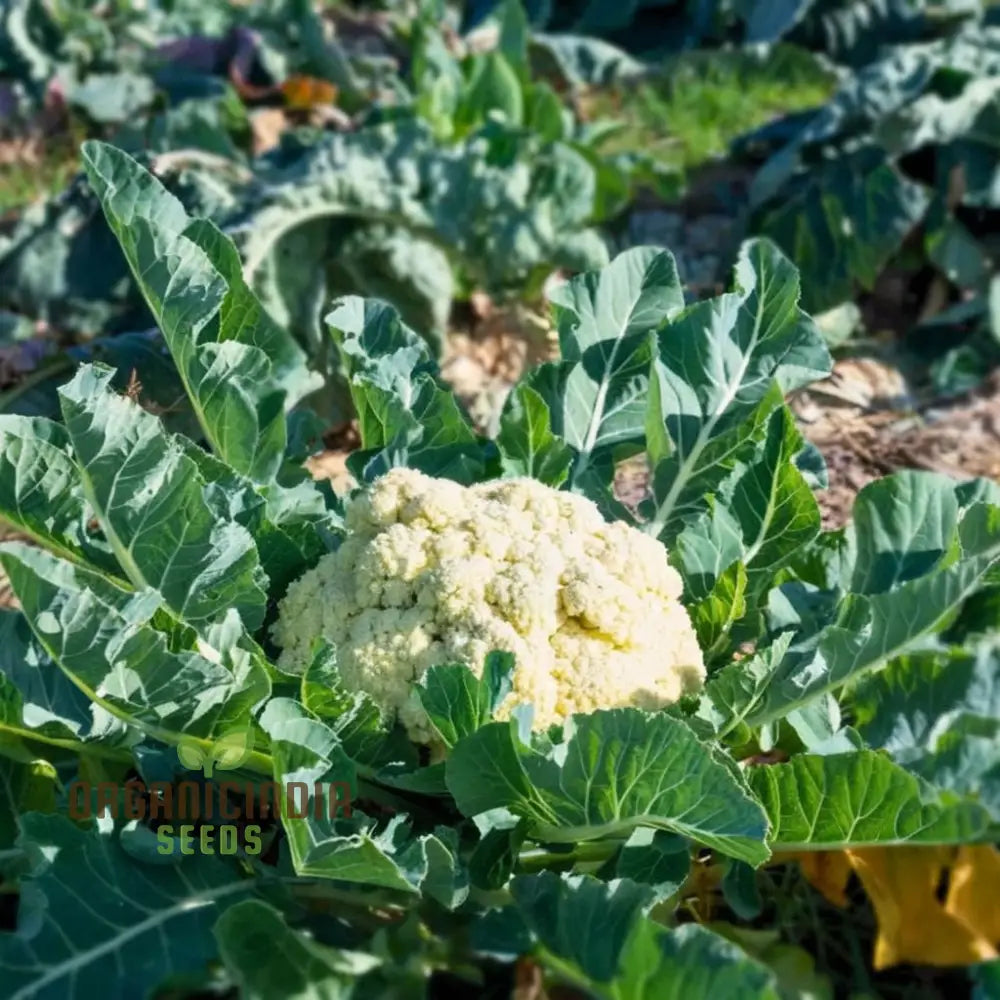 Organic White Cauliflower Seeds - Grow Crisp Nutrient-Rich Heads In Your Garden Leafy Greens