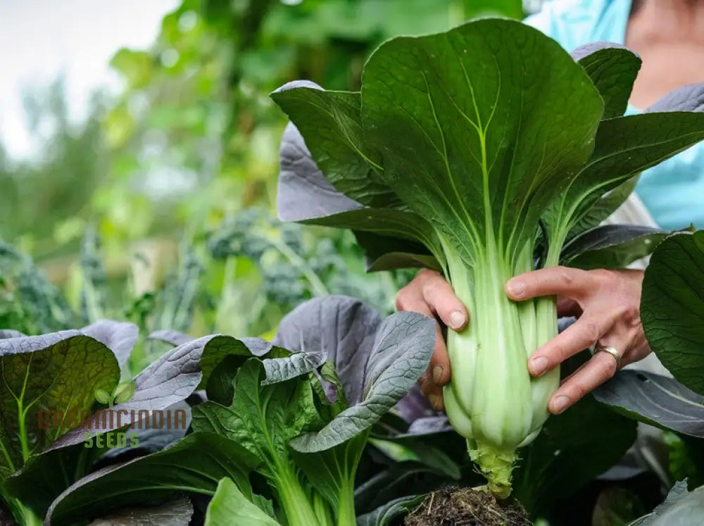 Organic White Pak Choi Seeds For Your Gardening Needs | Buy Online