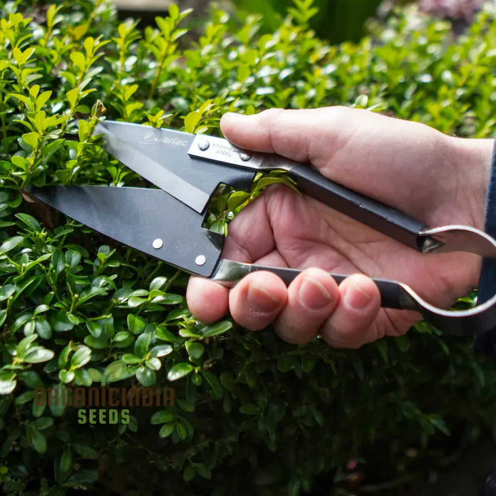 Organicindiaseeds:stainless Steel Topiary Shear Garden Shears