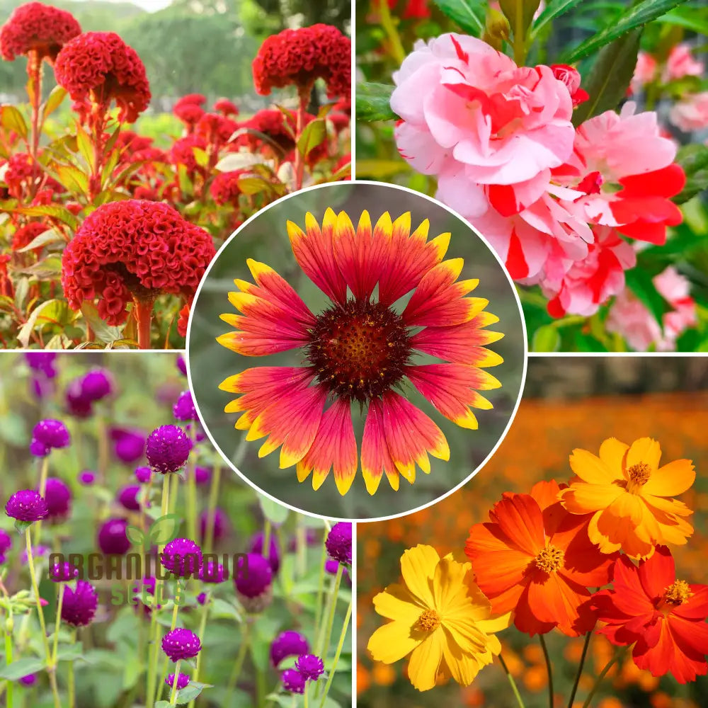 Organicindiaseeds:summer Flower Seed Collection Summer Kit