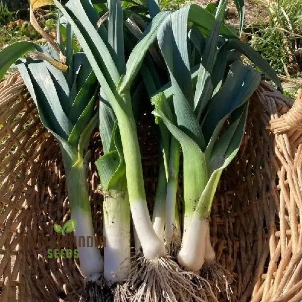 Oriental Allium Adventure Chinese Leek Seeds For Home Gardening Joy Alliums