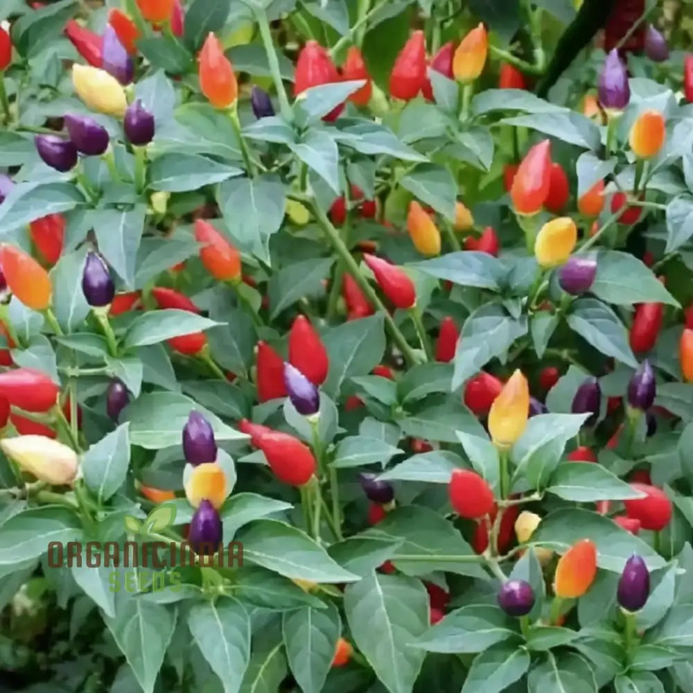 Ornamental Chili Choice Mixed Seeds - Add Colorful And Spicy Flair To Your Garden