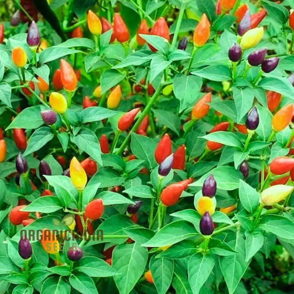 Ornamental Chili Choice Mixed Seeds - Add Colorful And Spicy Flair To Your Garden