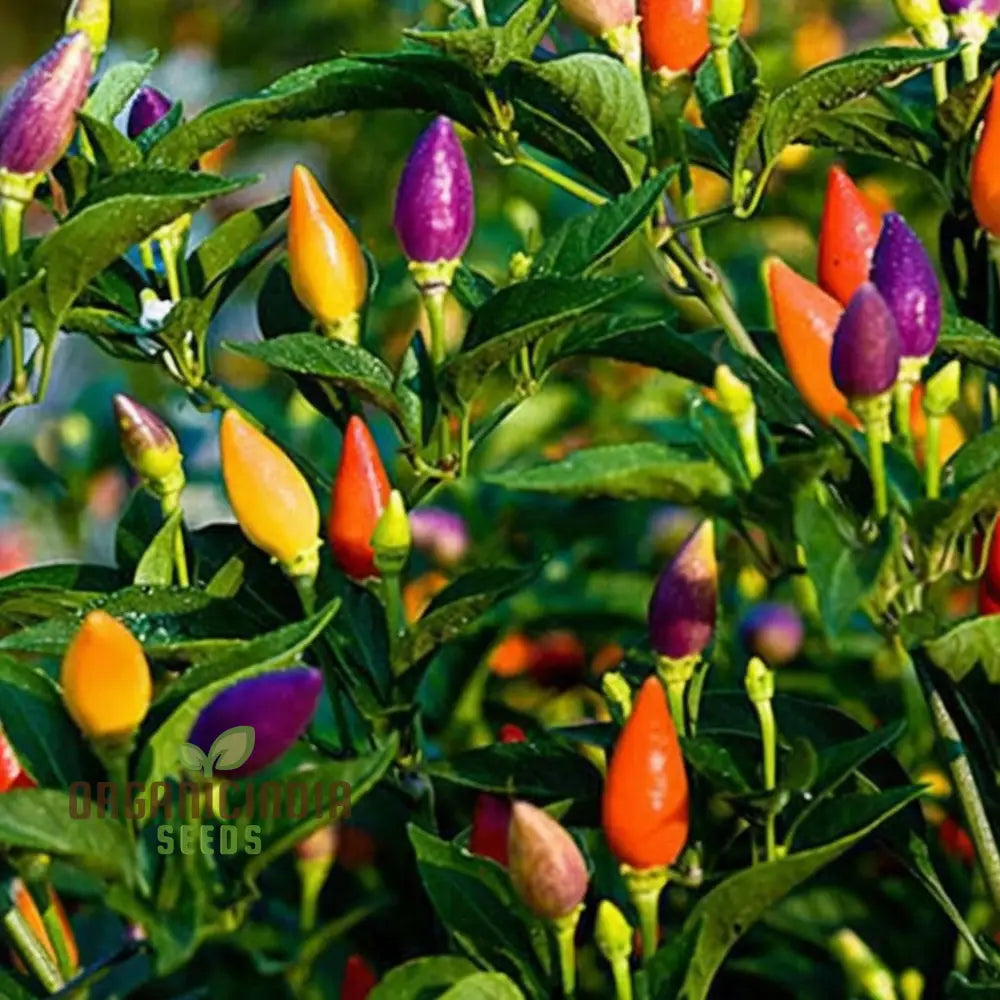 Ornamental Chili Choice Mixed Seeds - Add Colorful And Spicy Flair To Your Garden