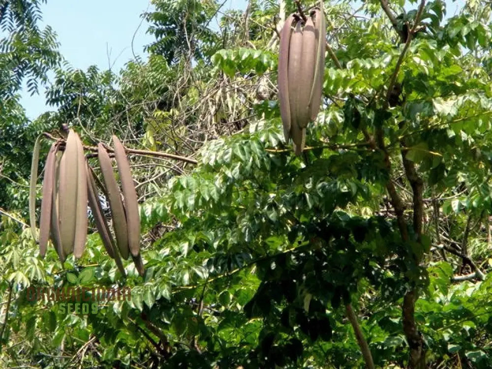 Oroxylum Indicum Seeds For Gardening Enthusiasts: Grow Rare Indian Tree In Your Garden