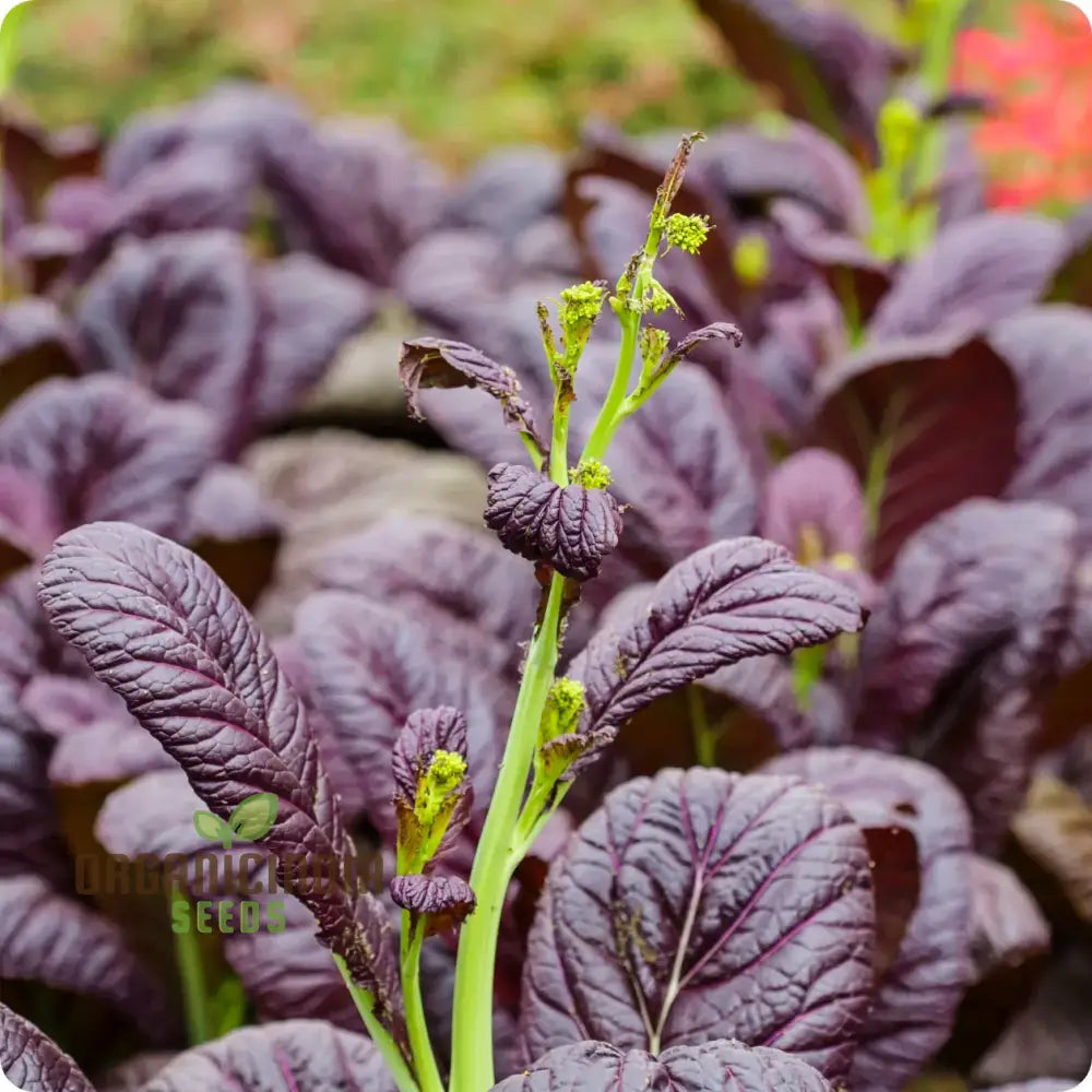 Osaka Purple Seeds For Vibrant Gardens - Buy Planting Online