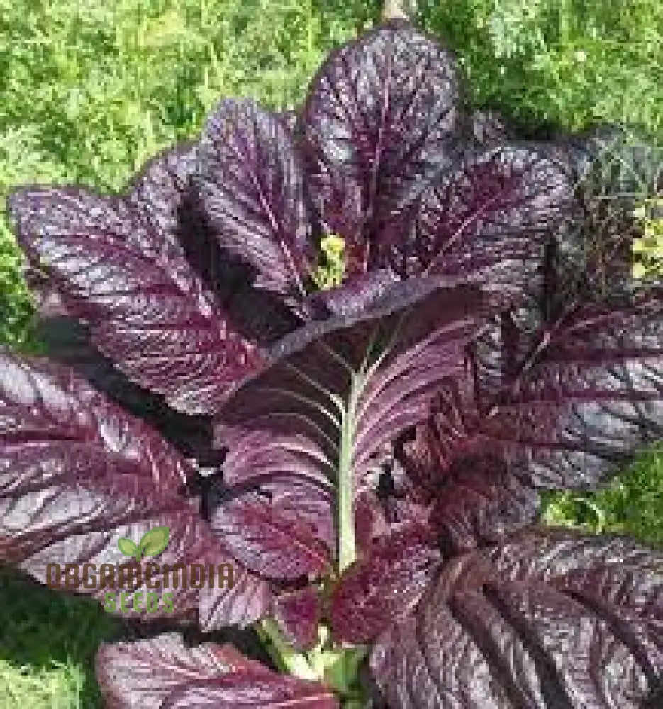 Osaka Purple Seeds For Vibrant Gardens - Buy Planting Online