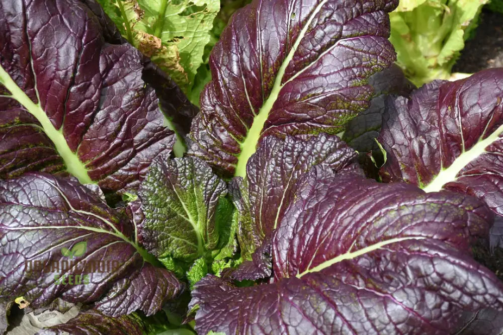 Osaka Purple Seeds For Vibrant Gardens - Buy Planting Online