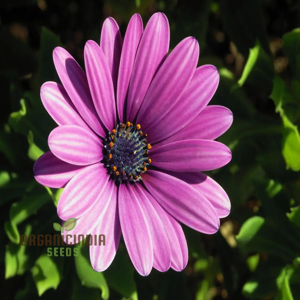 Osteospermum Mixed Flowers Seeds - Colorful Ground Cover For Your Gardening & Planting