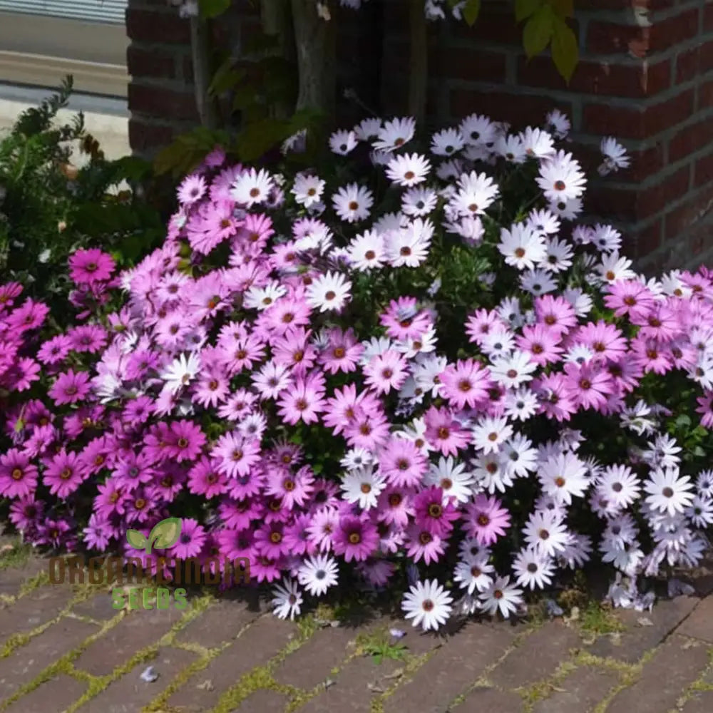 Osteospermum Mixed Flowers Seeds - Colorful Ground Cover For Your Gardening & Planting