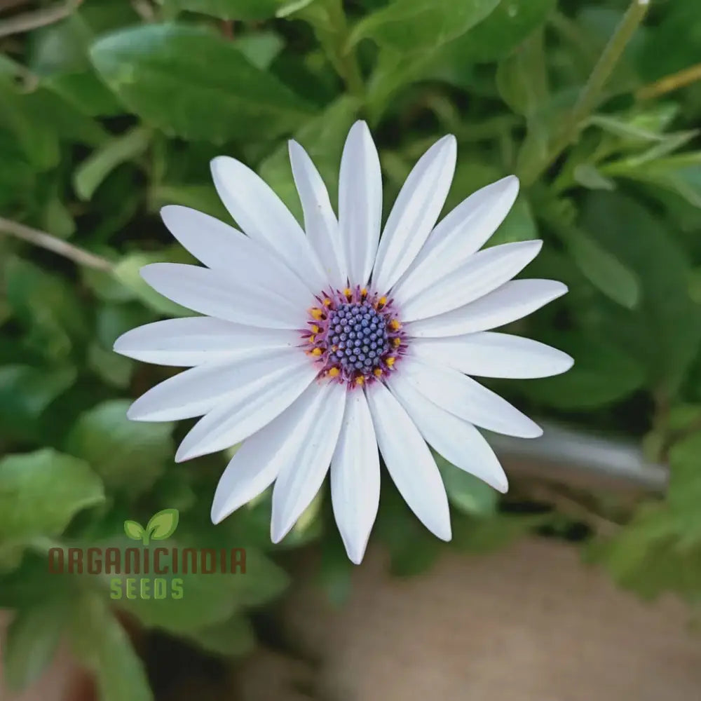 Osteospermum Mixed Flowers Seeds - Colorful Ground Cover For Your Gardening & Planting